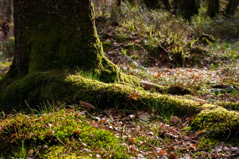 Forêt ©Daniëlle Gevaerts - GEIE Destination Ardenne