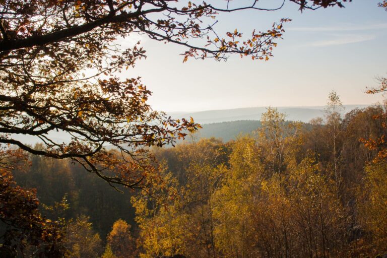 Forêt en automne à Roc la Tour ©Daniëlle Gevaerts - GEIE Destination Ardenne