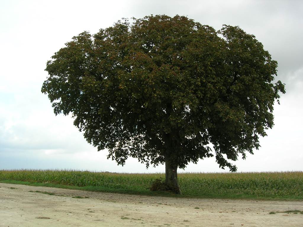 l'Arbre Caraf(f)e
