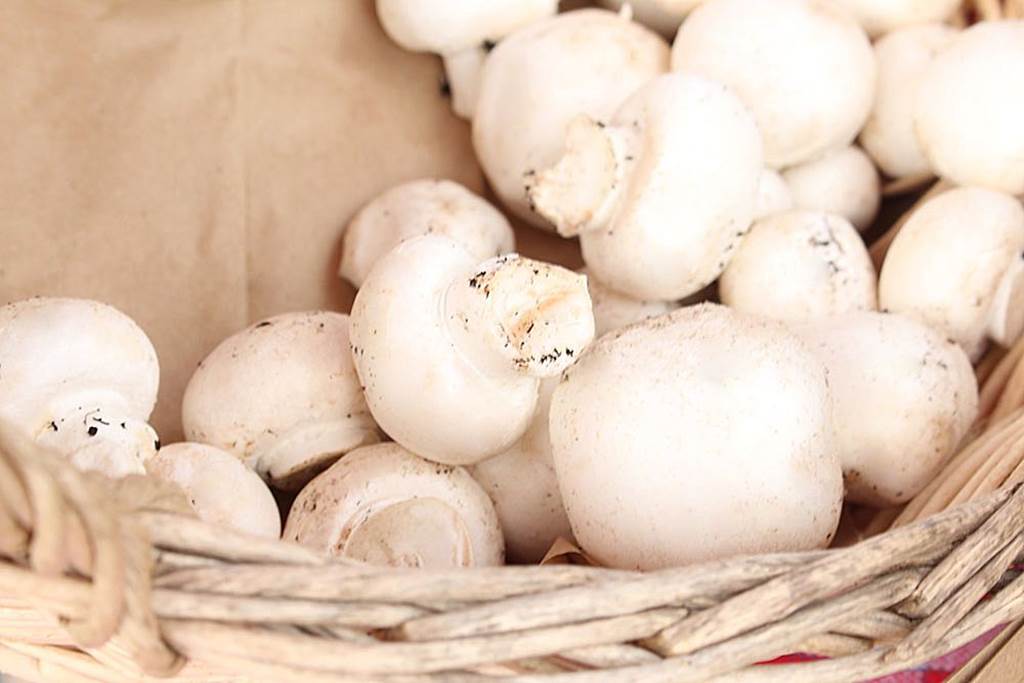 Les champignons de la Pointe