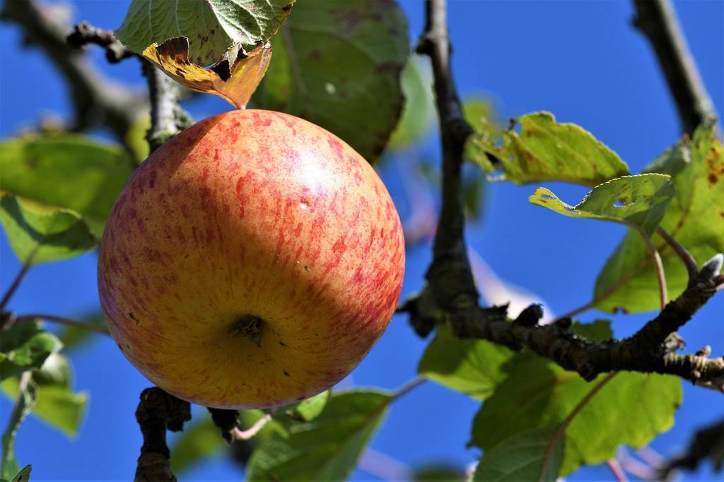 Pomme