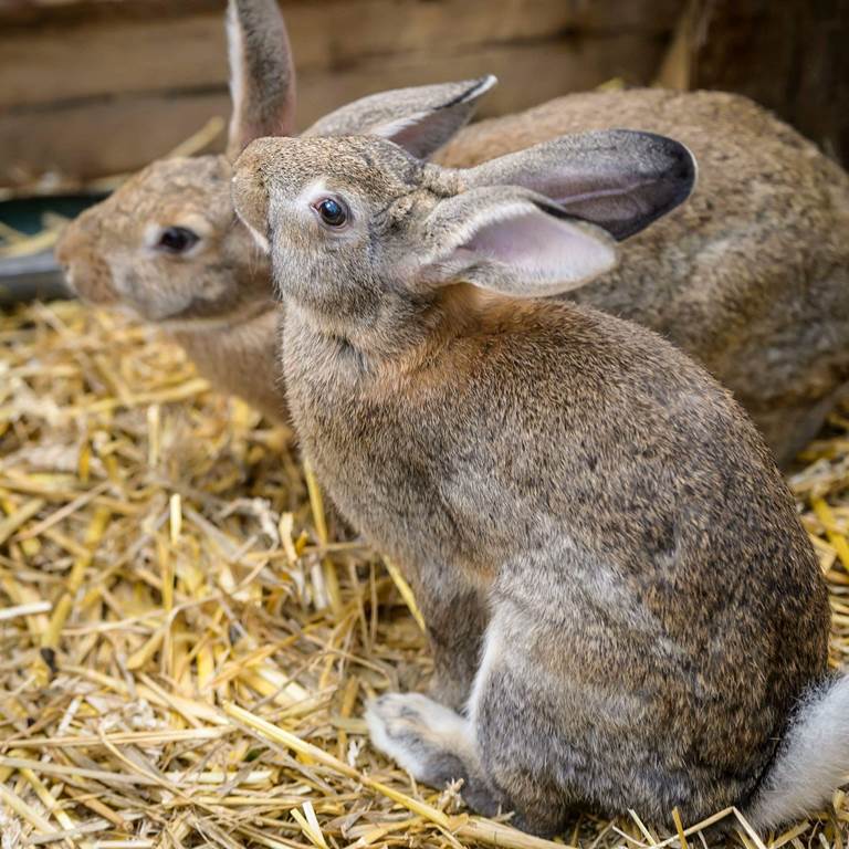 Les volailles et agneaux de la ferme