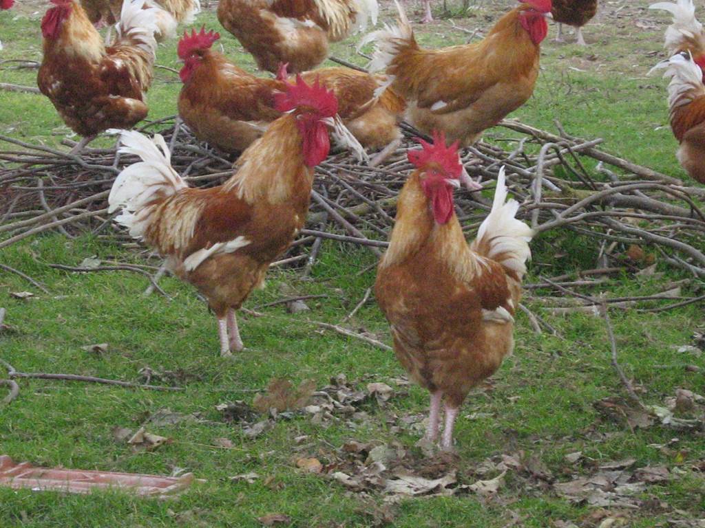 Les volailles et agneaux de la ferme