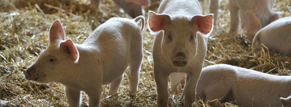 GAEC des blondes - Viandes bovines