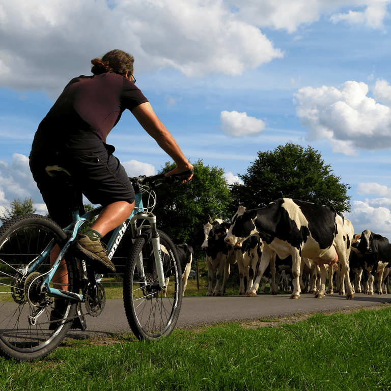 Les Vélos de Pierrot