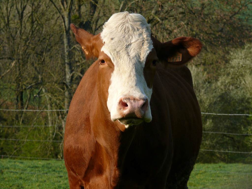 La Ferme de Champel