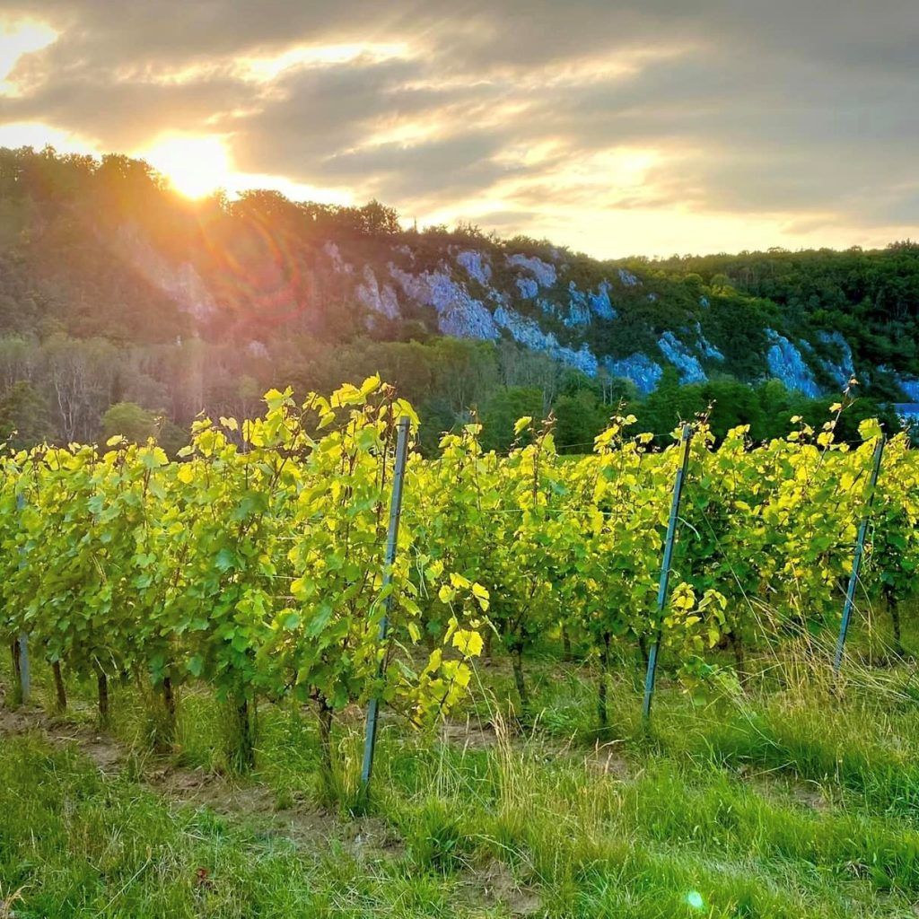 Soleil couchant sur le vignoble Bon Baron