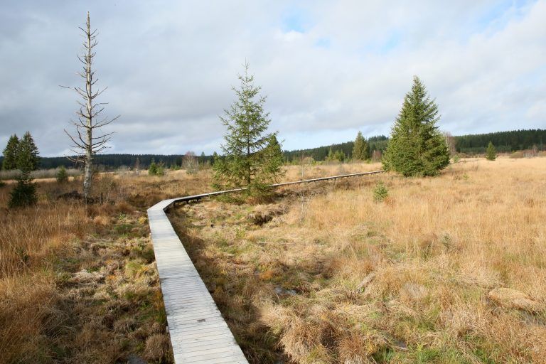 Chemin en caillebotis dans les Hautes Fagnes