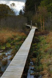 Chemin en caillebotis dans les Hautes Fagnes