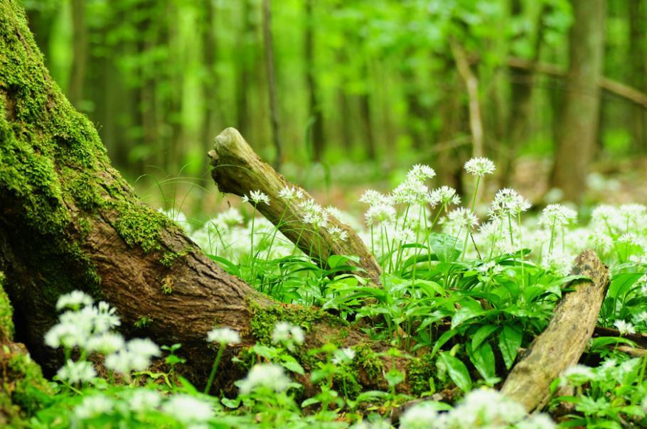 Balade olfactive et gustative dans une forêt comestible