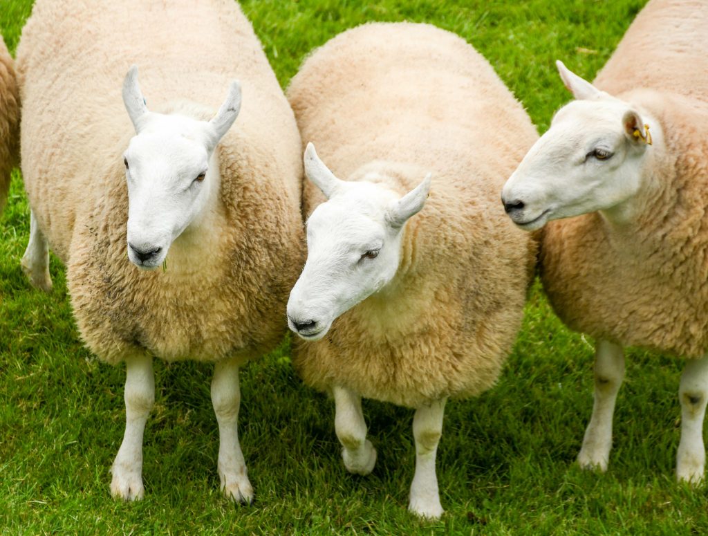 La Fête des 3 Moutons