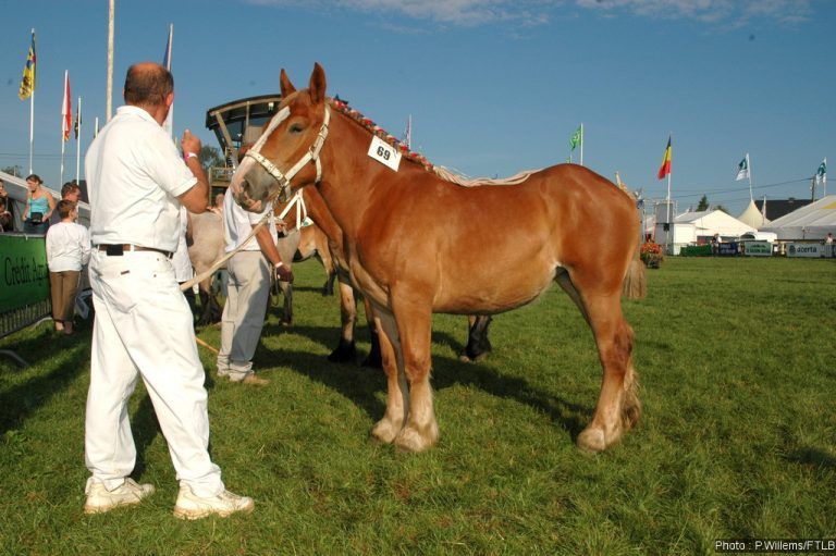 Foire de Libramont - concours équestre ©Provlux