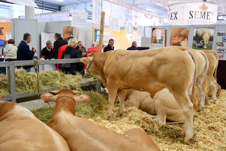Foire de Libramont - bovins ©Provlux