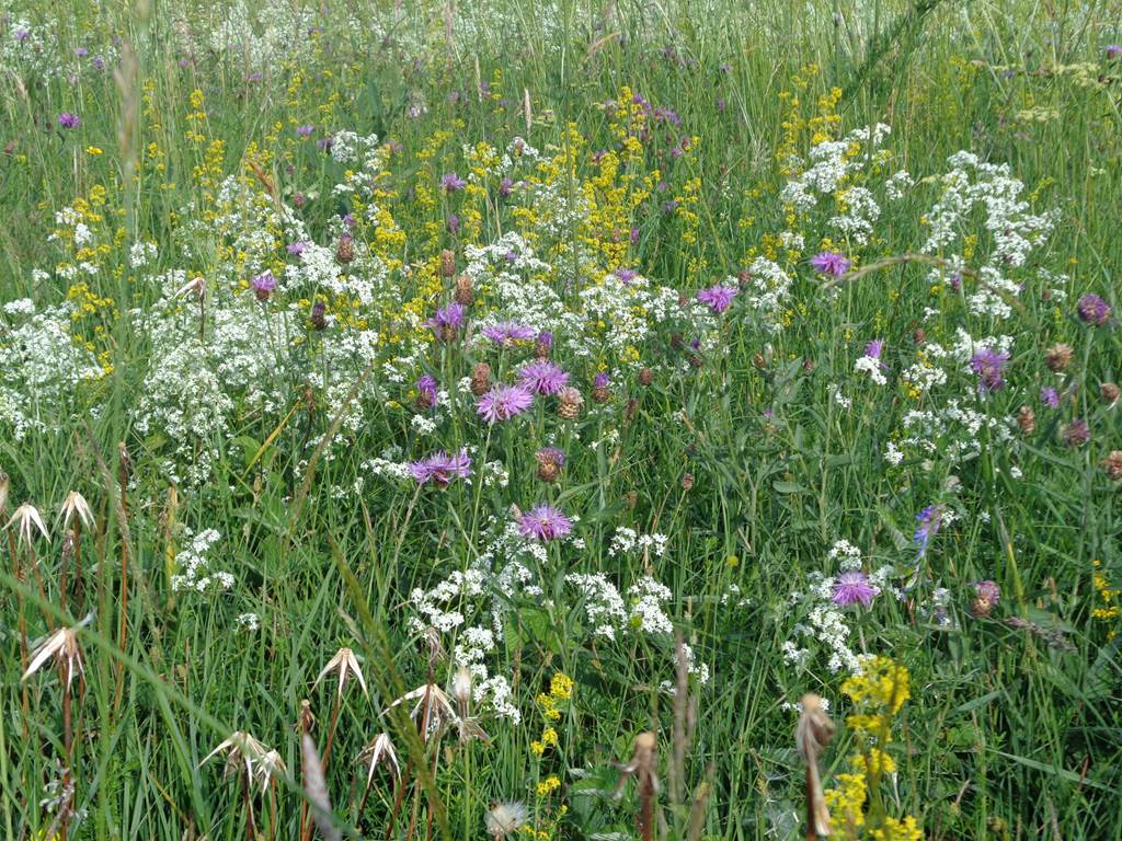 À la découverte des plantes sauvages comestibles
