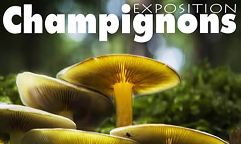 Exposition de champignons