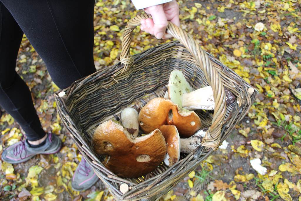 La nature comestible
