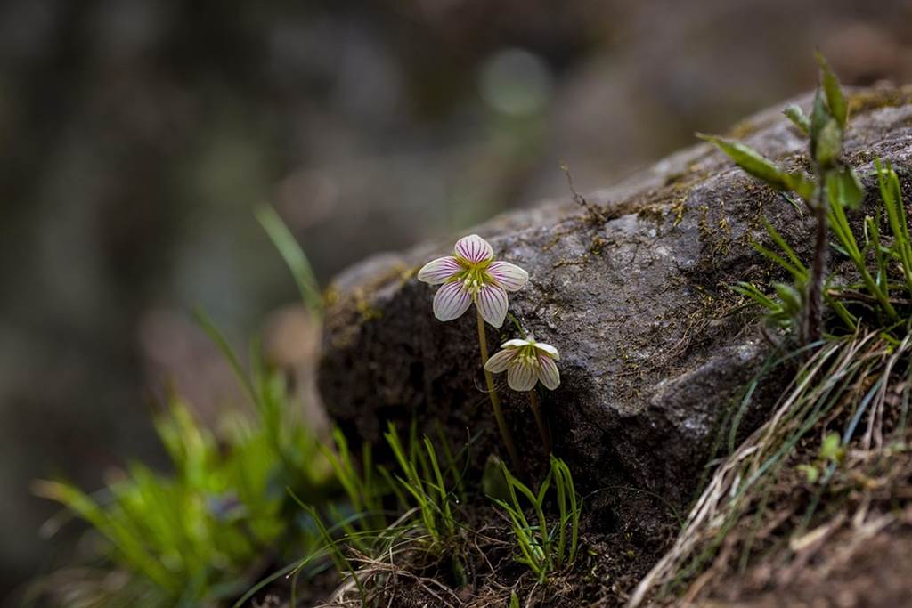 Balade Découverte des fleurs