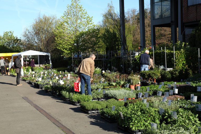 Blegny Mine En Fleurs Plantes 2016 - Province de Liège.