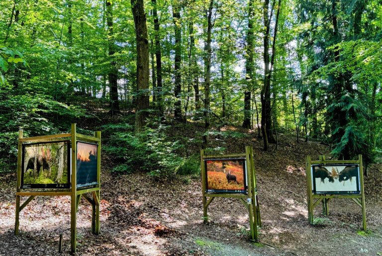 Exposition photo "Les saisons de la photo" dans le bois du Fays à Saint-Hubert.