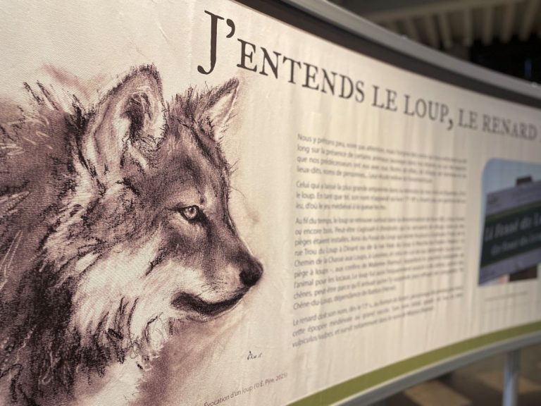 Panneau d'exposition sur le loup.