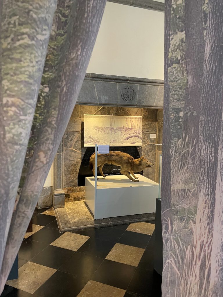 Photo d'un loup au musée du patrimoine médiéval mosan.