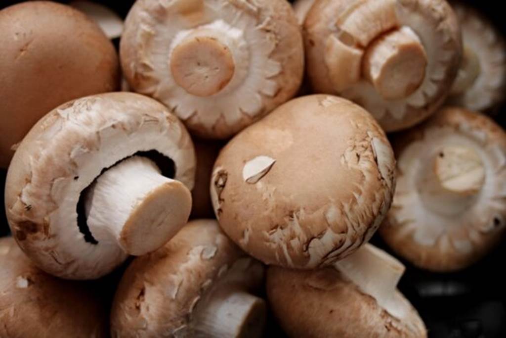 Exposition "Champignons"