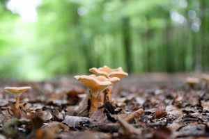 Champignons ©Provlux