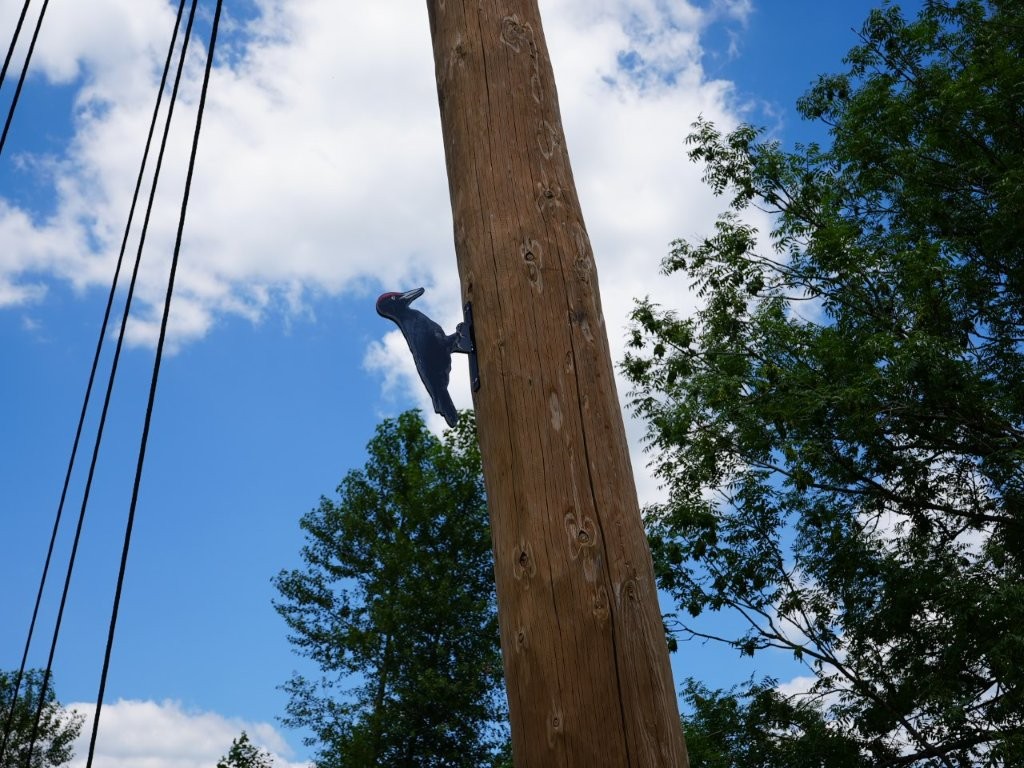 Pic noir en bois ©SPW DAFoR