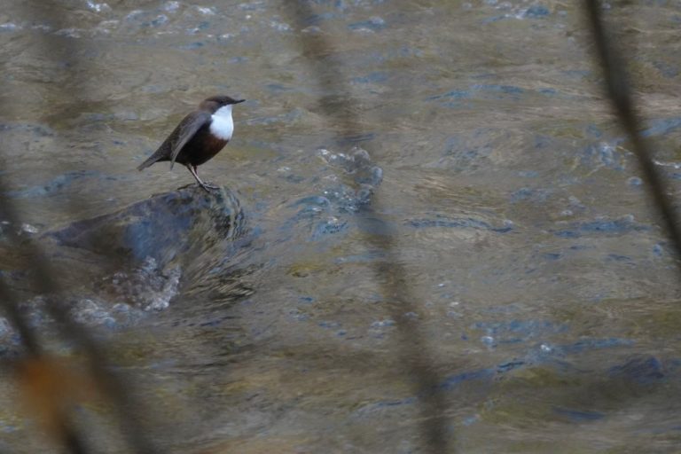 Cincle plongeur ©SPW DEMNA Q.Smits