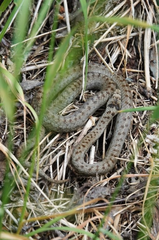 Coronelle lisse ©SPW DEMNA Q.Smits