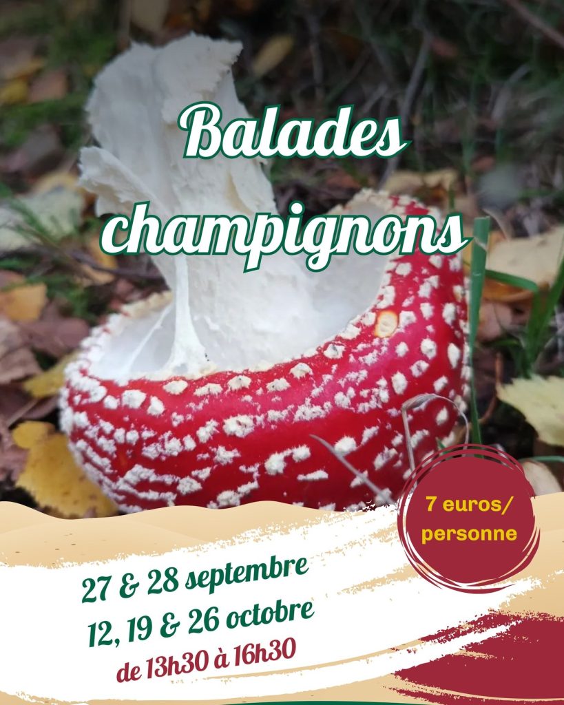 Affiche de la balade Champignons à la Maison du Parc-Botrange.