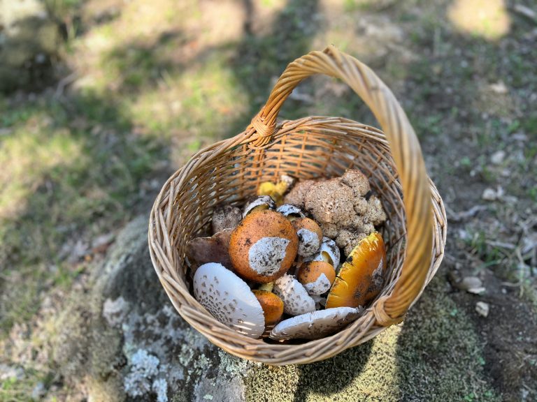 Panier avec des champignons.