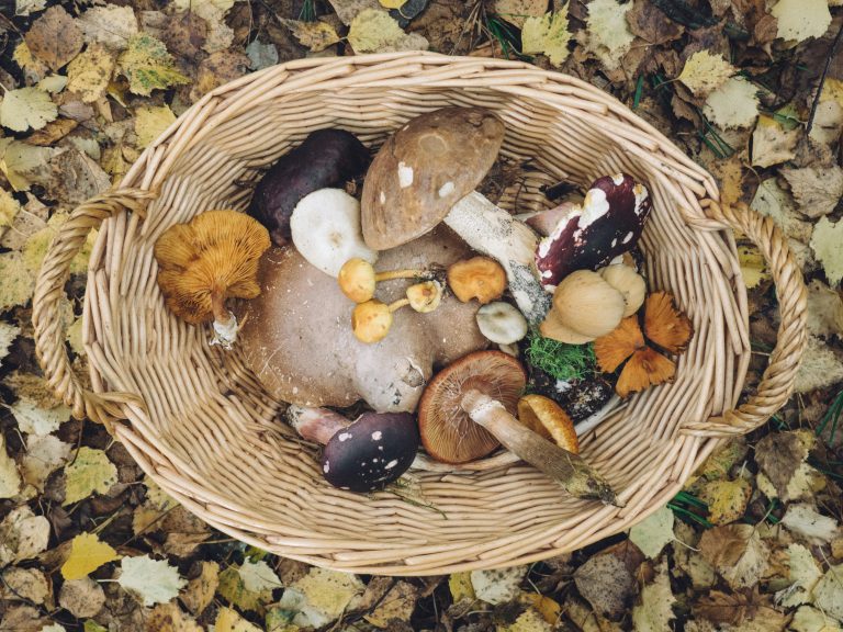 Panier avec des champignons.