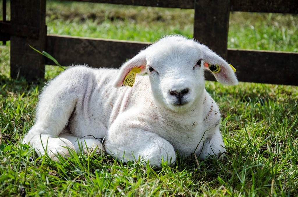 Agnelage et visite guidée à la Ferme du Lion d'Or