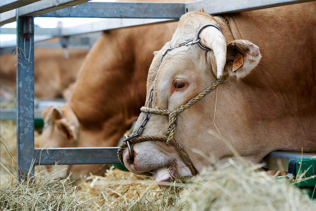 Foire Agricole de Sedan