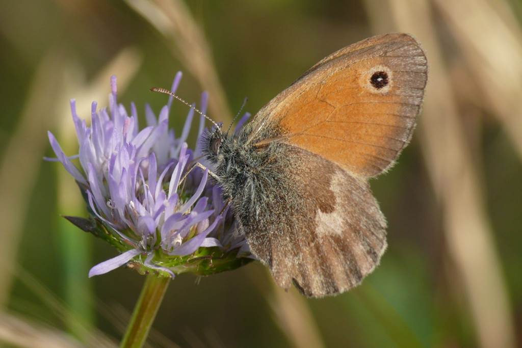 Papillons et orchidées: trésors des pelouses calcaires