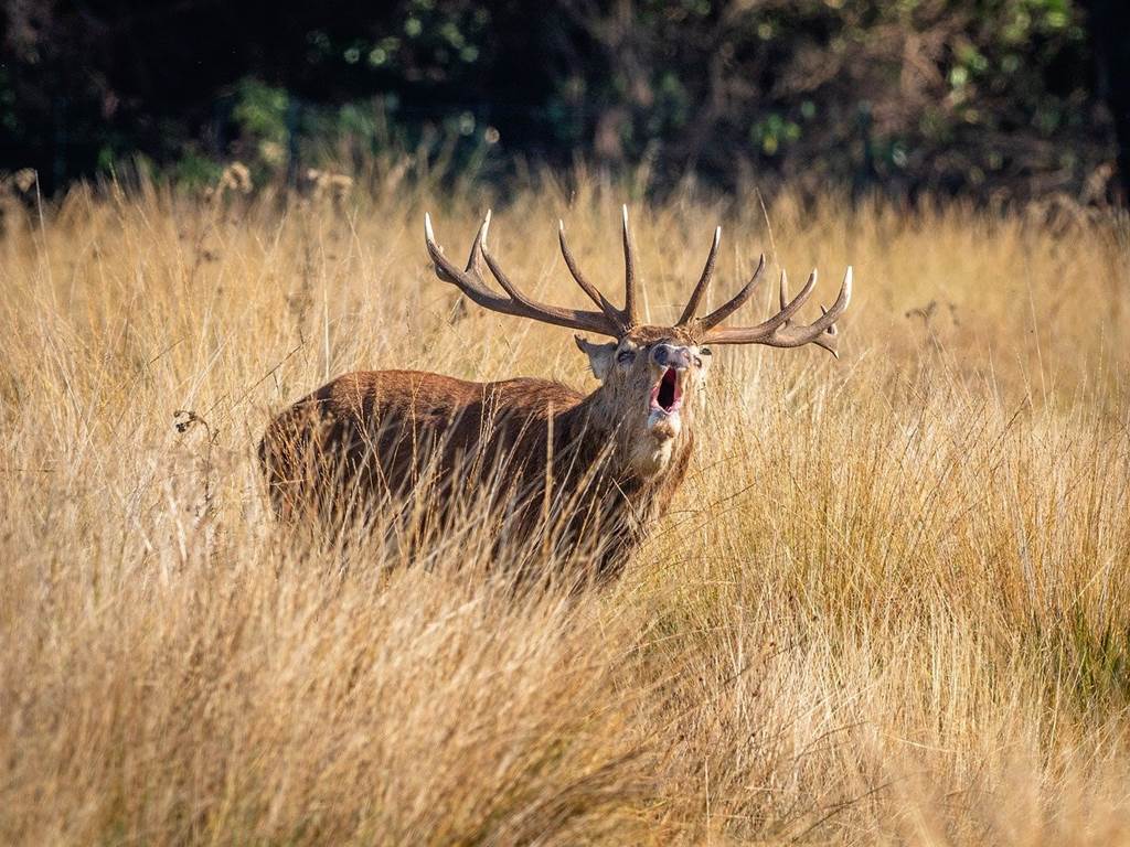 Brame du cerf