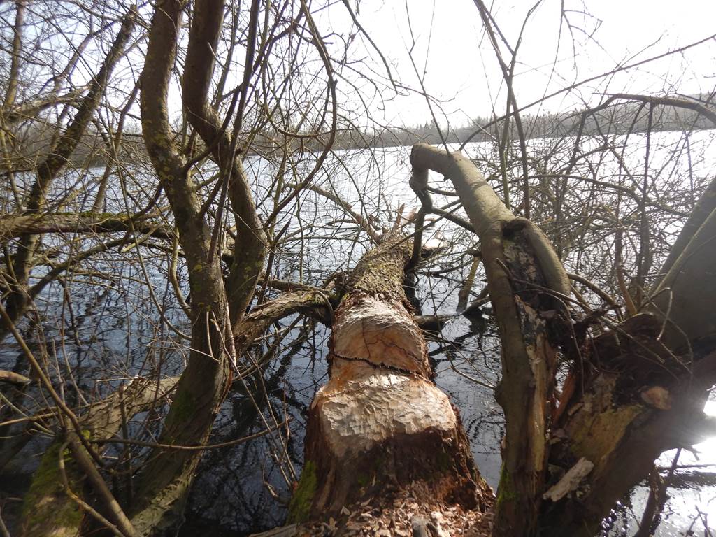 Sortie nature : le Castor d'Europe