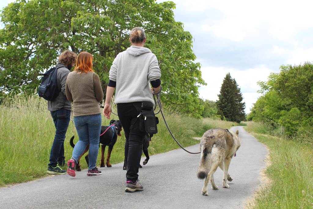 Rando canine et marché artisanal