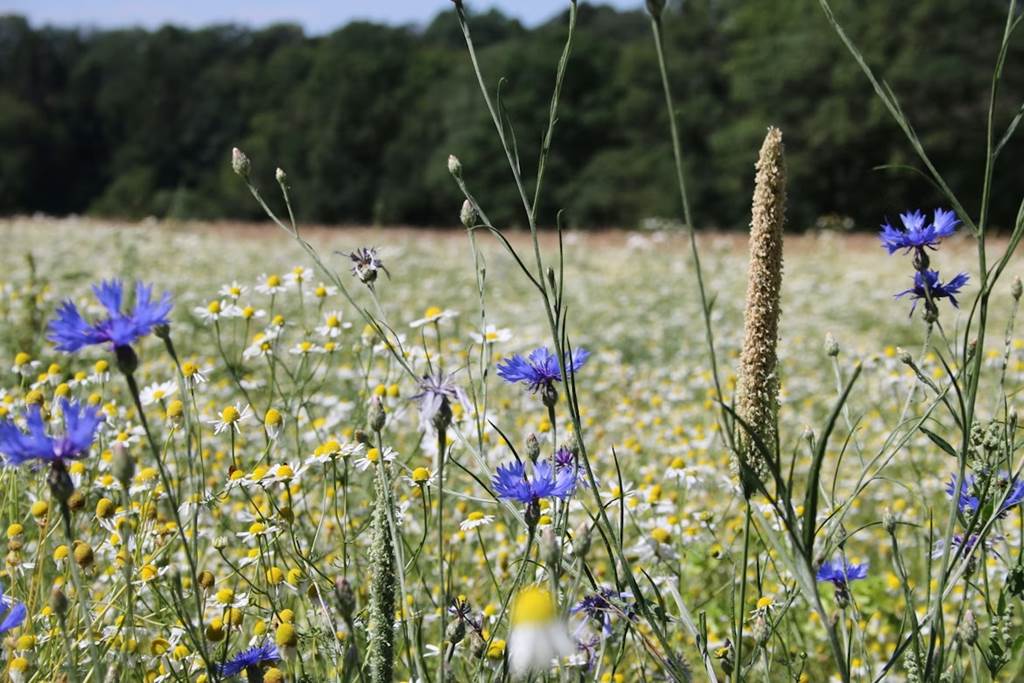 À la découverte des fleurs (III) : Les prés ardennais