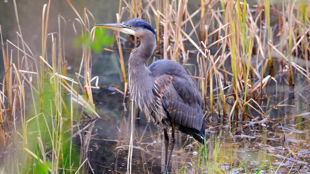 Les oiseaux du bord de Meuse