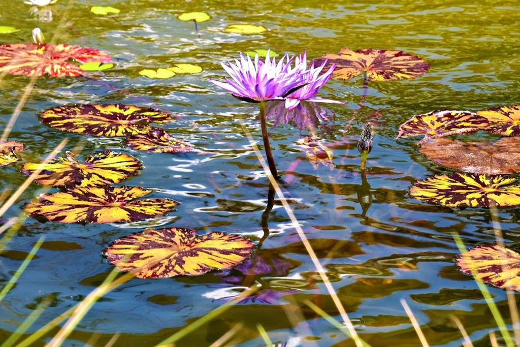 À la découverte des fleurs (II) : Bord de Meuse