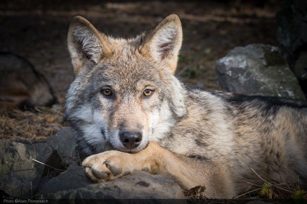 Fête des Loups au Parc à Gibier
