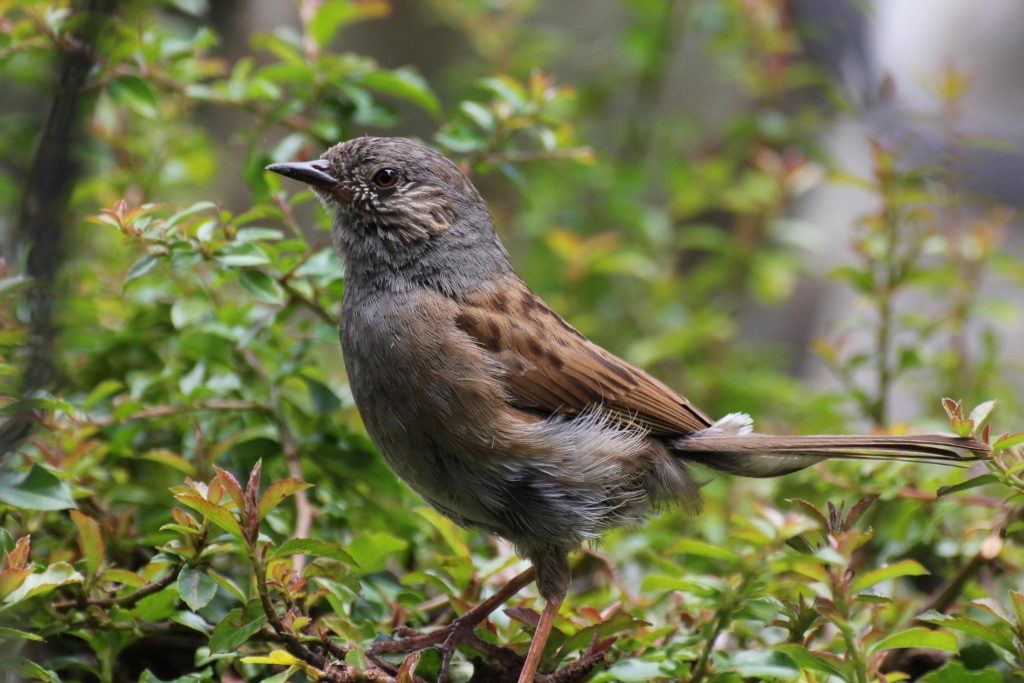 Balade ornithologique