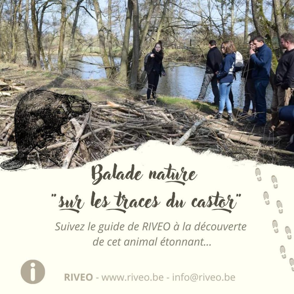 Balade sur les traces du castor