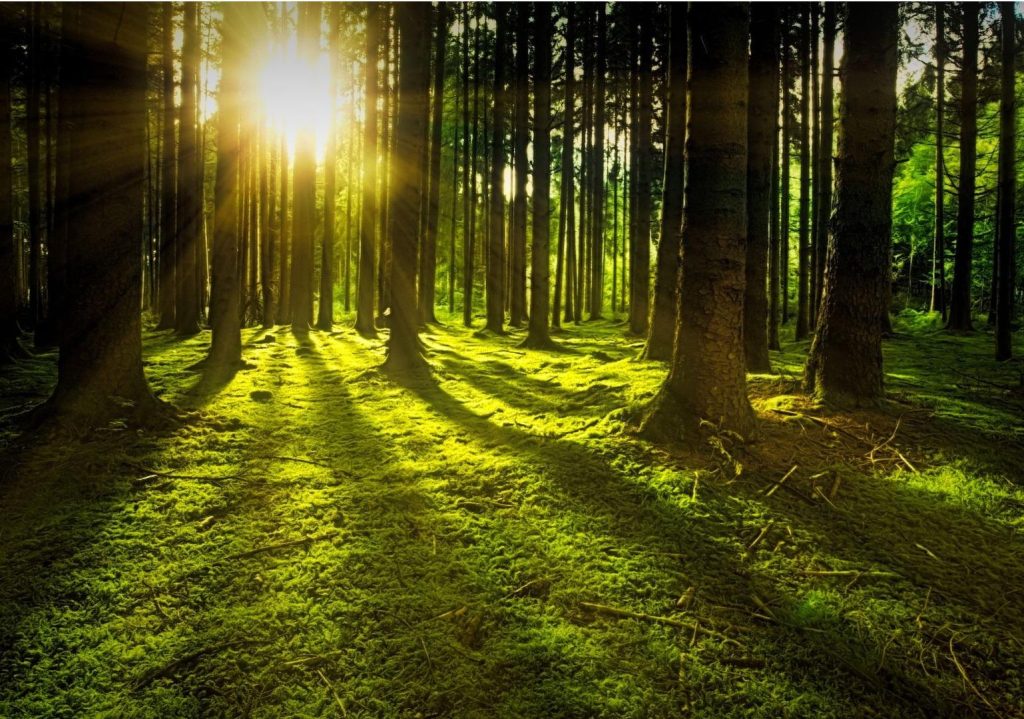 Les rendez-vous de l'été - L'extraordinaire en plein air