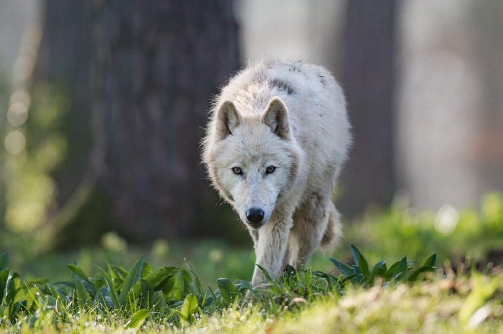 Histoires de Loups expliquées aux enfants