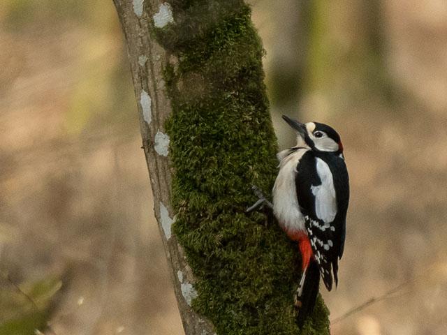 Balade ornithologique