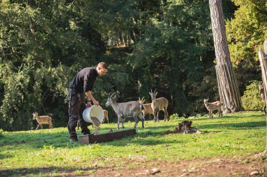 Soigneur d’un jour – Terres du Nord