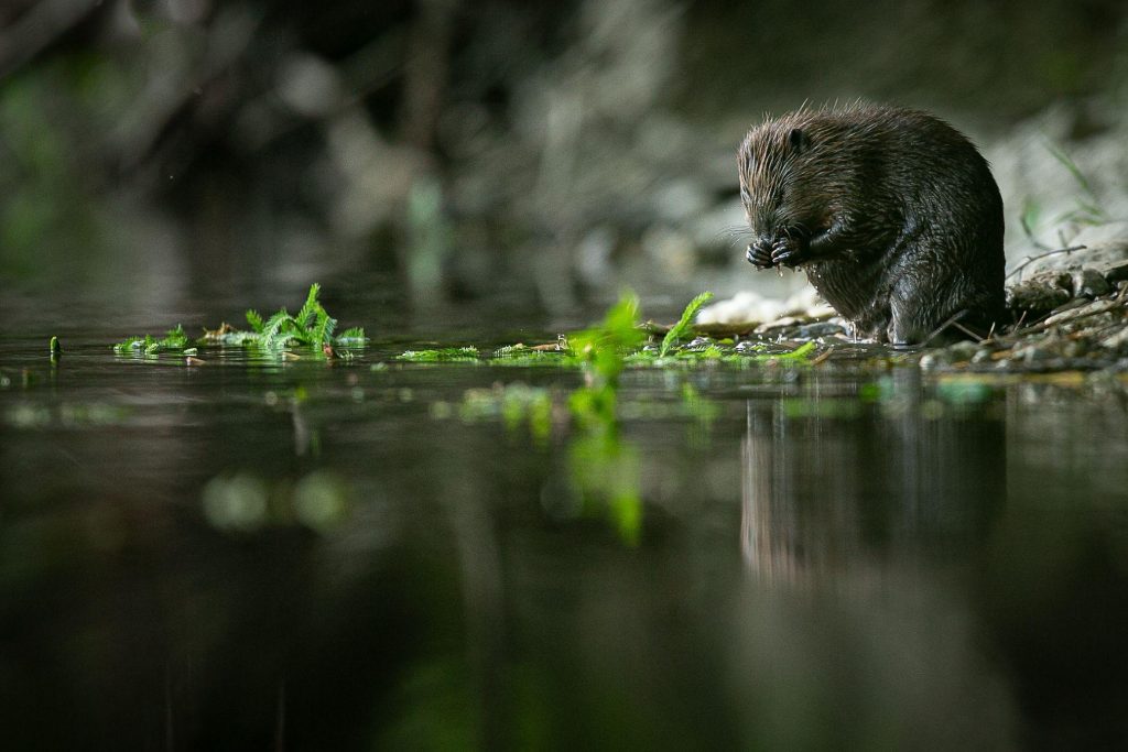 Conférence "Le castor" par Olivier Kints